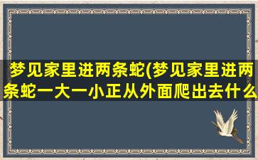 梦见家里进两条蛇(梦见家里进两条蛇一大一小正从外面爬出去什么意思)