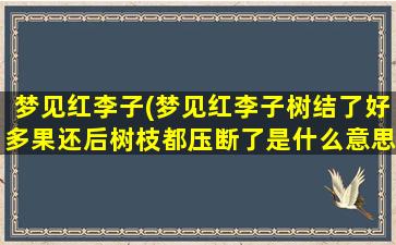 梦见红李子(梦见红李子树结了好多果还后树枝都压断了是什么意思)