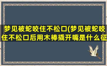 梦见被蛇咬住不松口(梦见被蛇咬住不松口后用木棒撬开嘴是什么征兆)